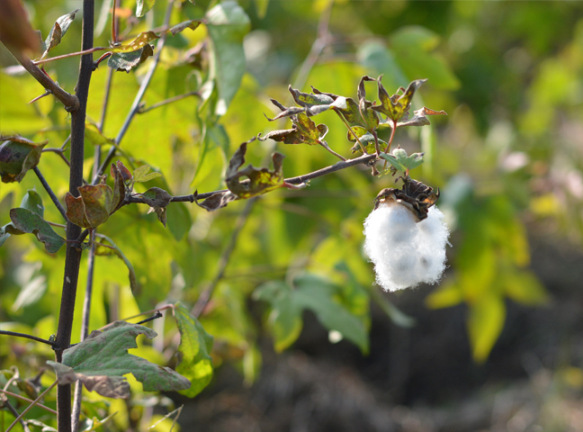 棉の種まきワークショップ