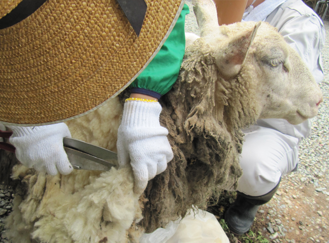 羊の毛刈りワークショップ